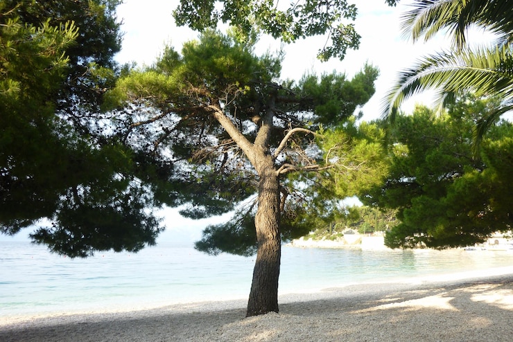Foto árvores na praia contra o céu
