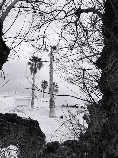 Foto Árvores na praia durante o inverno