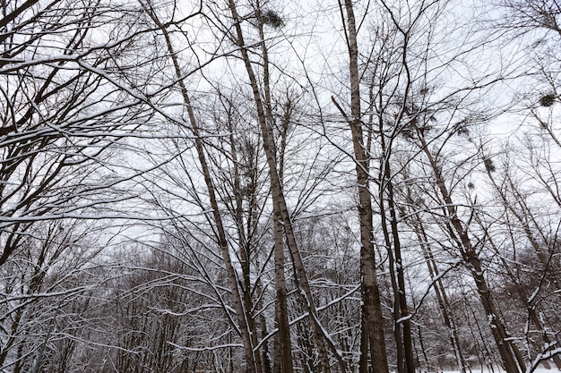 árvores na temporada de inverno