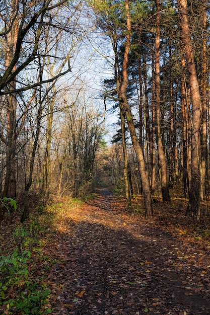 árvores na temporada de outono