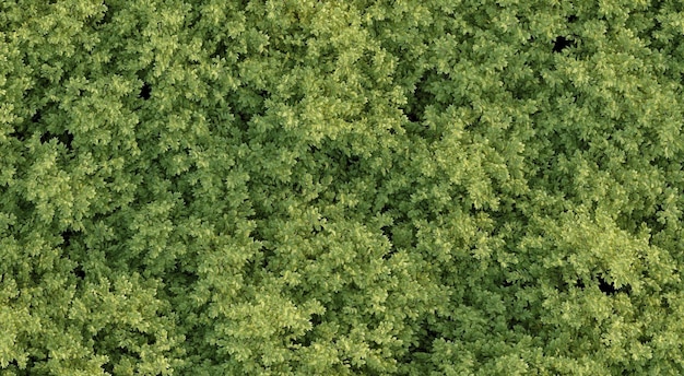 árvores na vista superior da floresta vista da área isolada no fundo branco ilustração 3D cg render