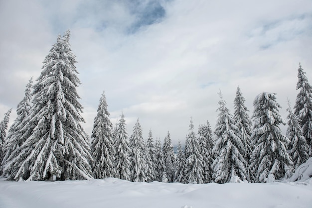 Árvores no campo coberto de neve contra o céu nublado