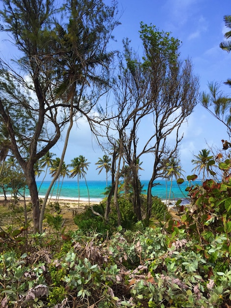 Foto Árvores no campo contra a praia