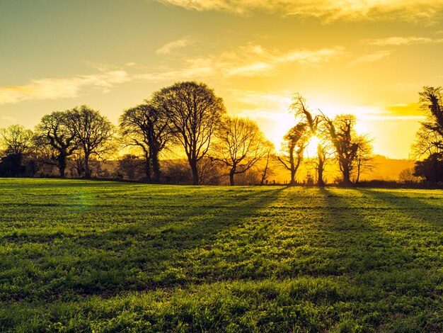 Foto Árvores no campo contra o céu ao pôr-do-sol