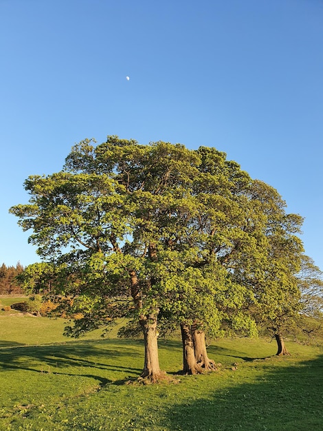 Foto Árvores no campo contra o céu azul claro