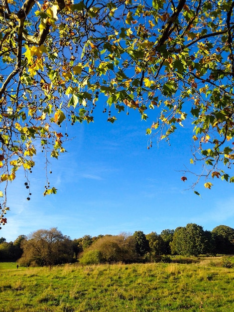Foto Árvores no campo contra o céu azul