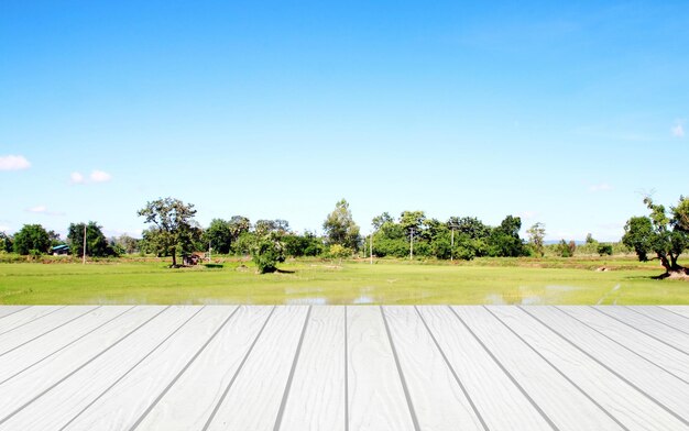 Foto Árvores no campo contra o céu claro