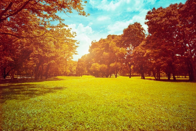 Foto Árvores no campo contra o céu durante o outono