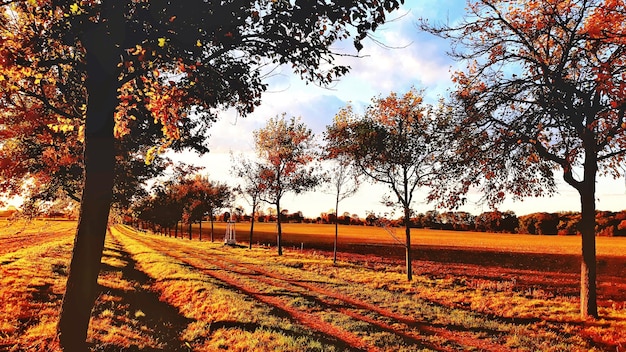 Foto Árvores no campo contra o céu durante o outono