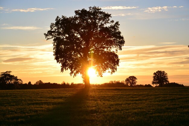 Foto Árvores no campo contra o céu durante o pôr do sol