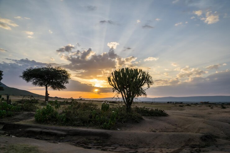 Foto árvores no campo contra o céu durante o pôr do sol
