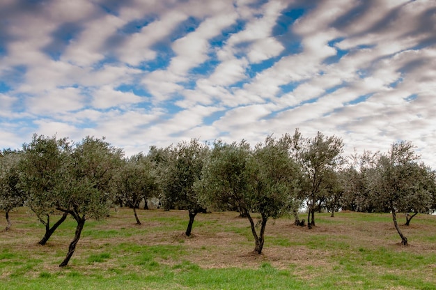 Árvores no campo contra o céu nublado