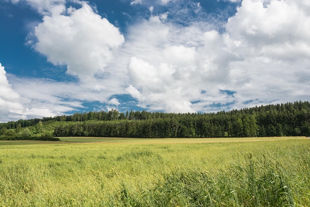 Árvores no campo contra o céu nublado