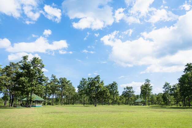 Foto Árvores no campo contra o céu