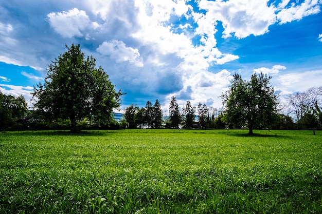 Árvores no campo contra o céu