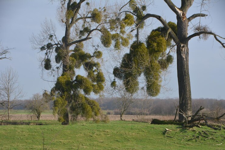 Foto árvores no campo contra o céu