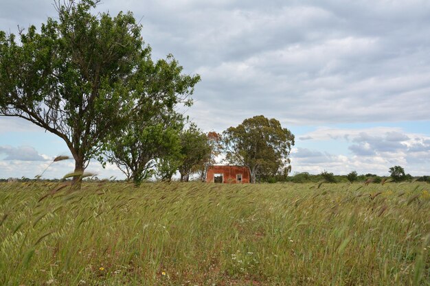 Foto Árvores no campo contra o céu