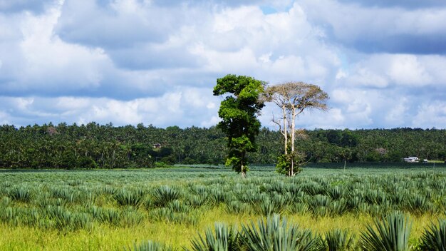 Foto Árvores no campo contra o céu