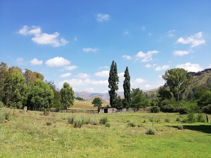 Foto árvores no campo contra o céu