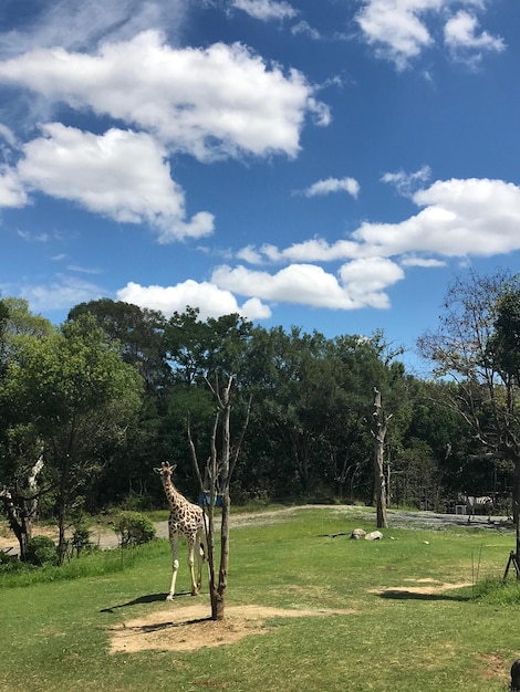 Foto Árvores no campo contra o céu