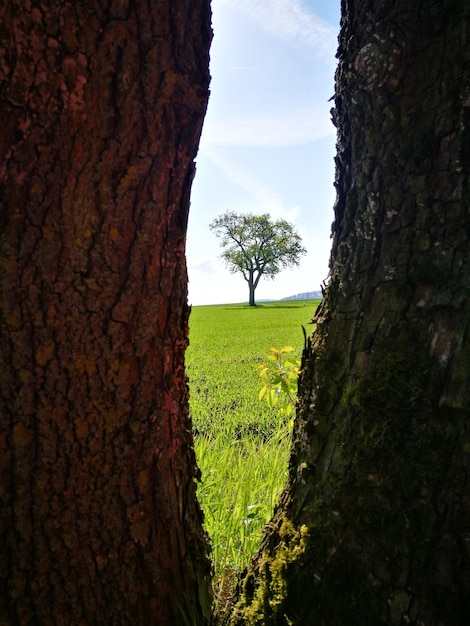 Árvores no campo contra o céu