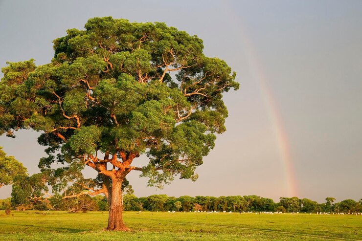 Foto árvores no campo contra o céu