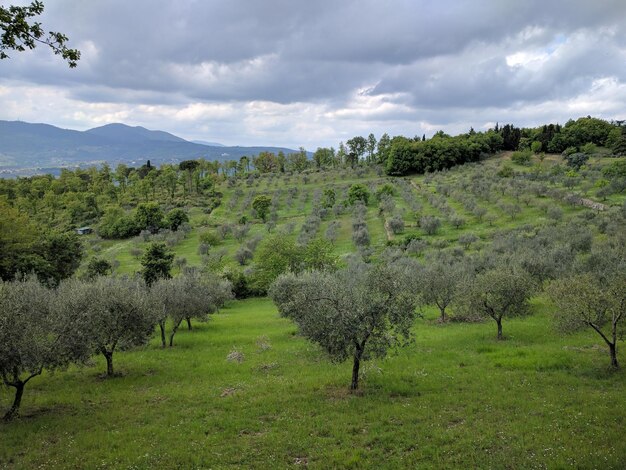 Foto Árvores no campo contra o céu