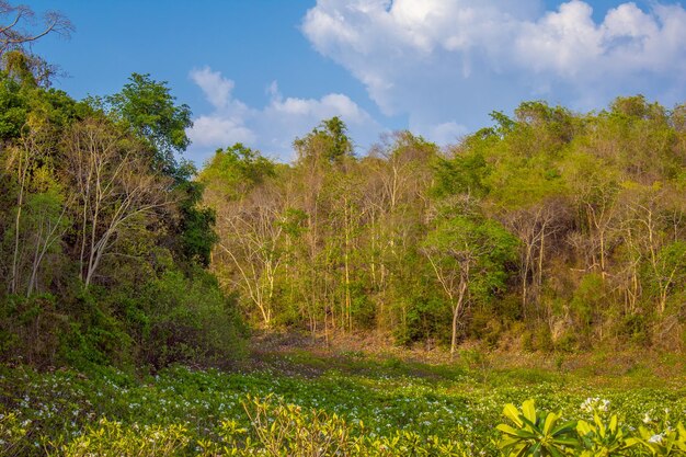Árvores no campo contra o céu