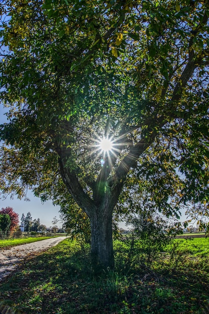 Foto Árvores no campo contra o céu