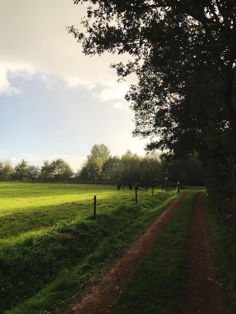 Foto Árvores no campo contra o céu