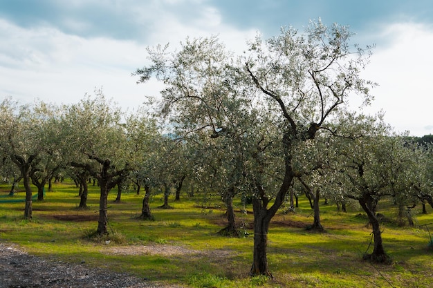 Árvores no campo contra o céu