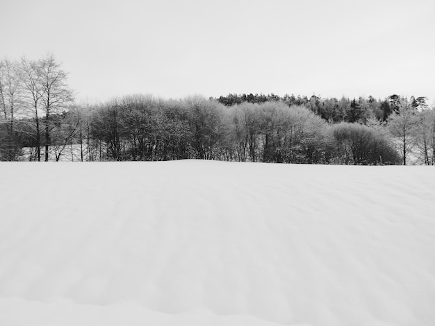 Árvores no campo de neve contra o céu claro