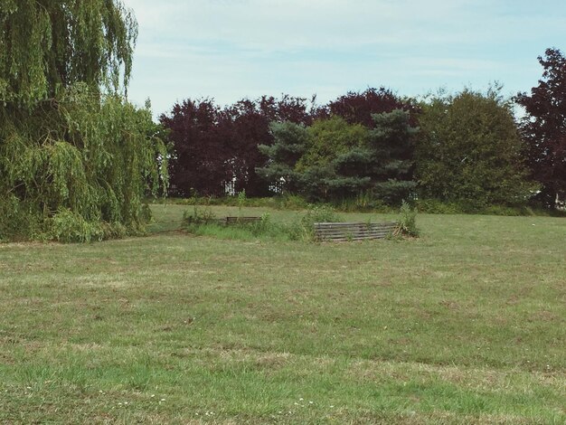 Foto Árvores no campo gramado