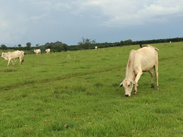 Foto Árvores no campo gramado