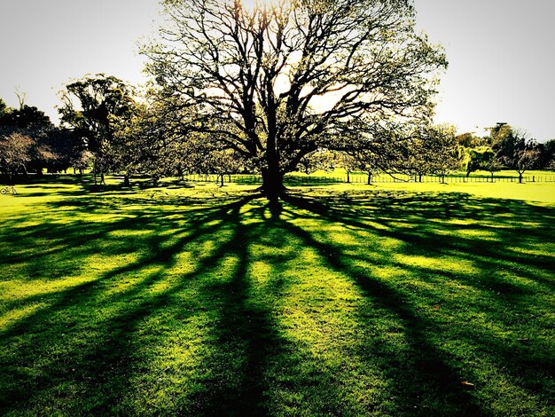 Foto Árvores no campo gramado