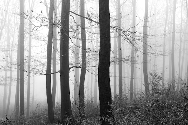 Foto Árvores no campo na floresta