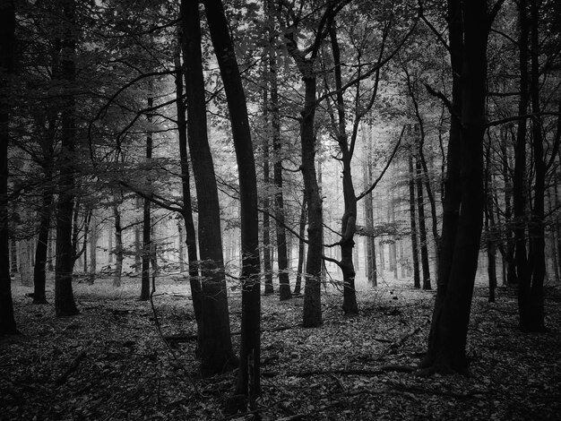 Foto Árvores no campo na floresta