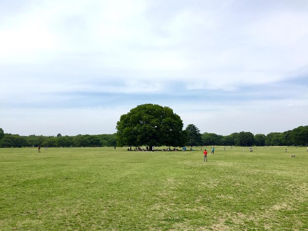 Foto Árvores no campo no parque contra o céu nublado