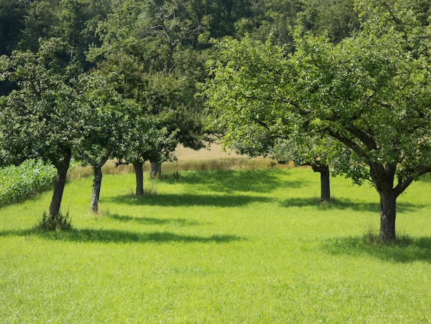 Árvores no campo