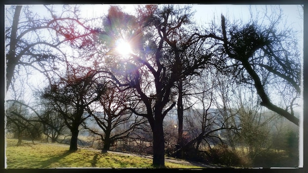 Foto Árvores no campo