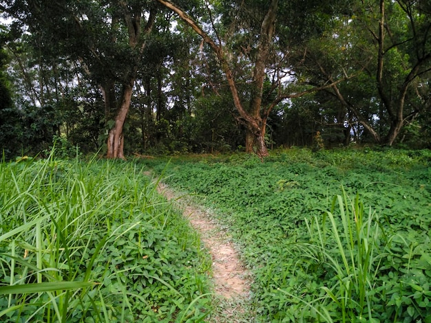 Foto Árvores no campo