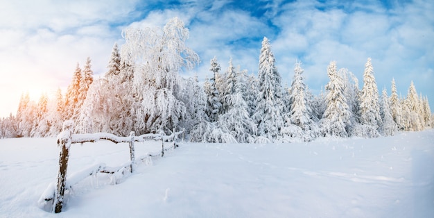 Árvores no inverno