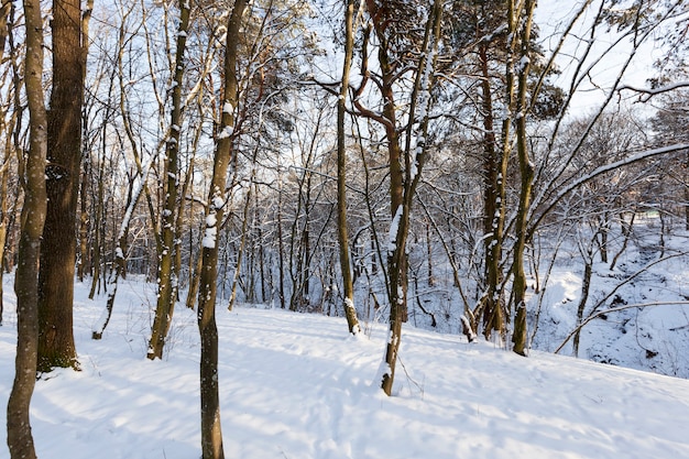 Árvores no inverno