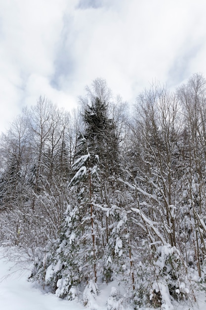 árvores no inverno