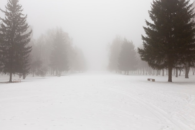 árvores no inverno