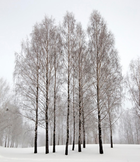 árvores no inverno