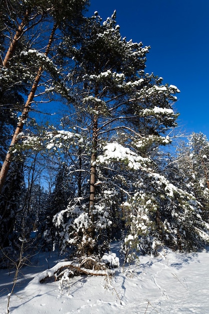 Árvores no inverno