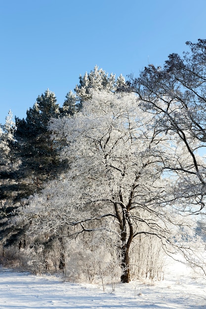 Árvores no inverno