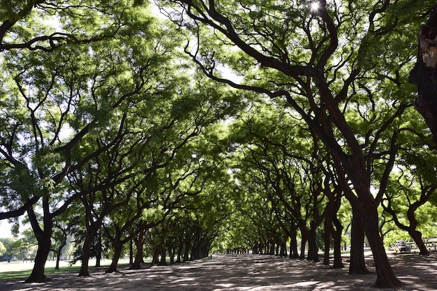 Árvores no jardim botânico de buenos aires buenos aires argentina