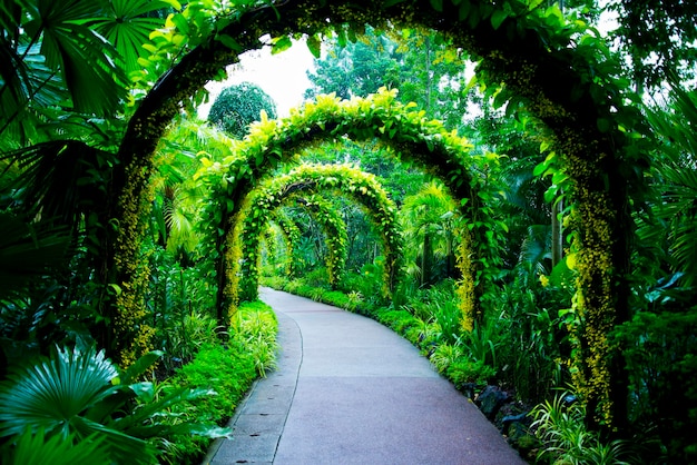 Árvores no jardim